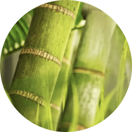 Circle image of Bamboo Extract